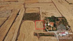 Field - 6786 - photo-7