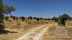 Field - 6086 - photo-1