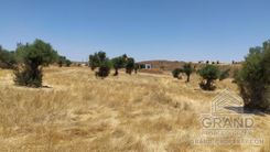 Field - 6086 - photo-2