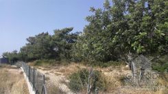 Field - 7537 - photo-2