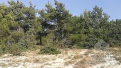 Field - 7537 - photo-3