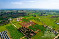 Field - G8079 - photo-5