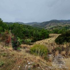 Field - G7082 - photo-1