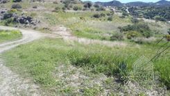 Field - G5603 - photo-3