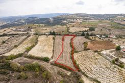 Field - G7938 - photo-4