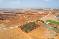 Field - G8519 - photo-3