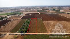Field - G9199 - photo-4